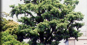 美松学園幼稚園
