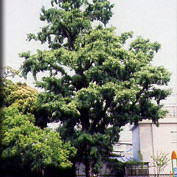 美松学園幼稚園の写真2