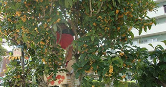 行徳保育園