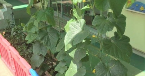 大森南保育園