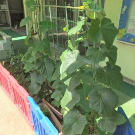 大森南保育園の写真5