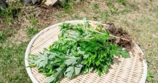 埼玉さくら幼稚園