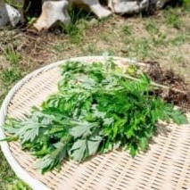 埼玉さくら幼稚園