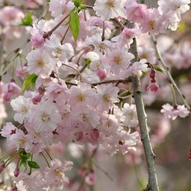 帆秋病院 さくらんぼ保育園