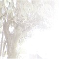 柏井保育園